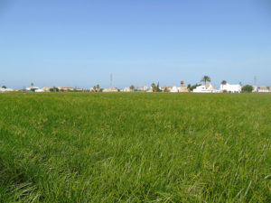 Cultivo de chufa en la Huerta de Alboraia